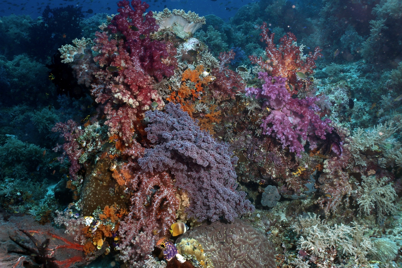 Raja Ampat 2016 - Corail - IMG_4463_rc.jpg